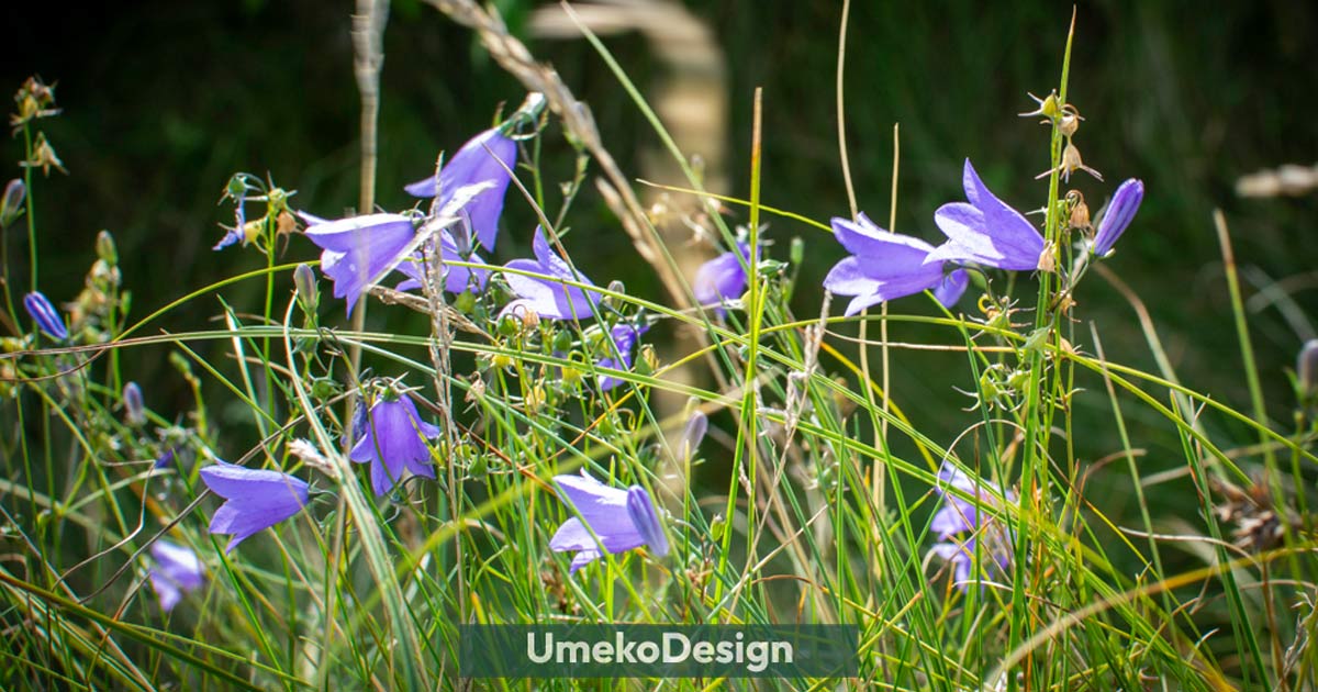 Blog 2 Glockenblumen im Park