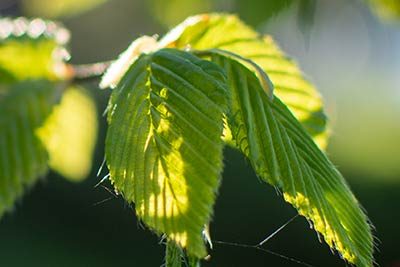 strukturelles -webdesign-coaches-blaetter