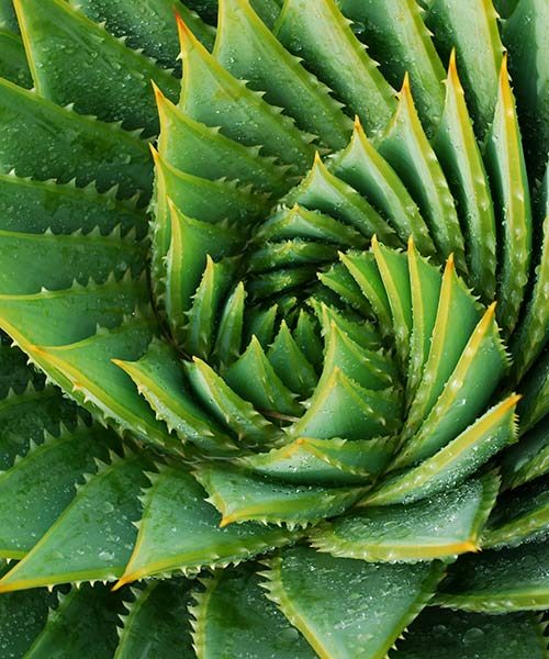 Detailaufnahme einer strukturierten Pflanze -- Webdesign mit klarem Aufbau