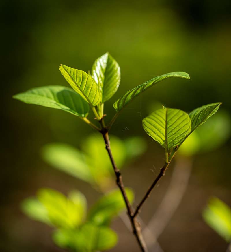 Junge Blätter am Zweig -- Website überarbeiten oder neu strukturieren