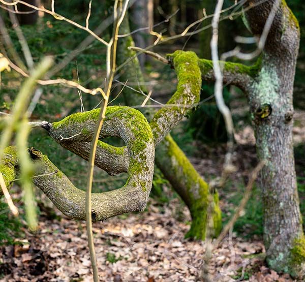 Gebogener Ast -- Unterschied zwischen Website-Überarbeitung und strukturellem Webdesign