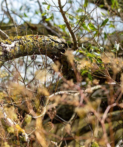 Äste im Detail -- wann eine Website-Überarbeitung sinnvoll ist