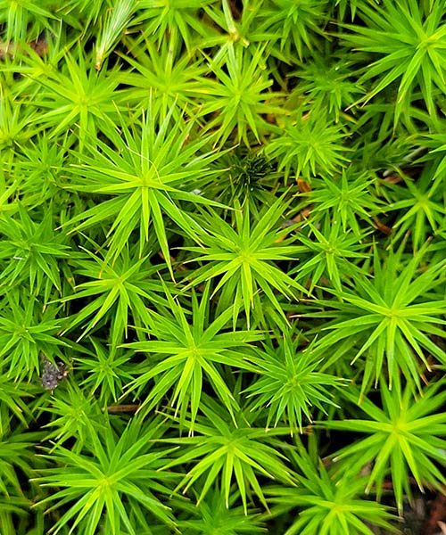 wordpress-updates-plugins-betreuung