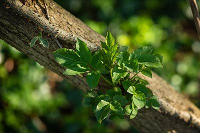 Grüne Blätter im Licht -- WordPress-Website überarbeiten lassen