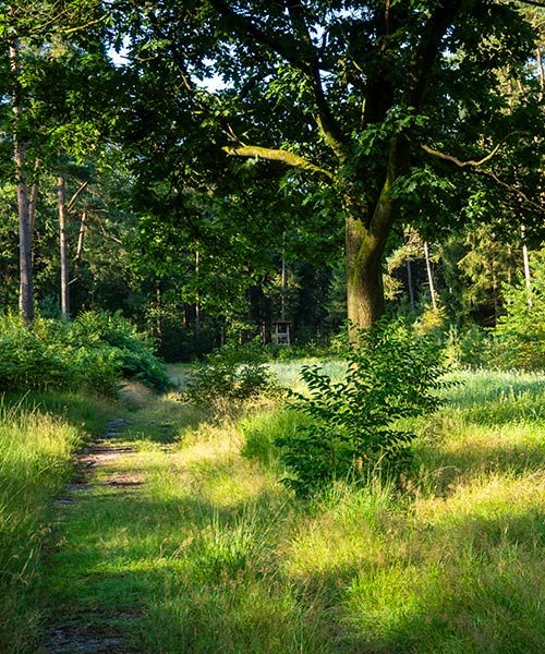Waldweg im Sonnenlicht -- Zusammenarbeit für klare WordPress-Websites